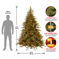 7.5 ft. Feel-Real® Fraser Grande Hinged Tree with 1000 Dual Color® LED Lights & Caps UL/CUL-10 Function 3719 Tips